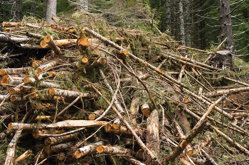Forestry slash